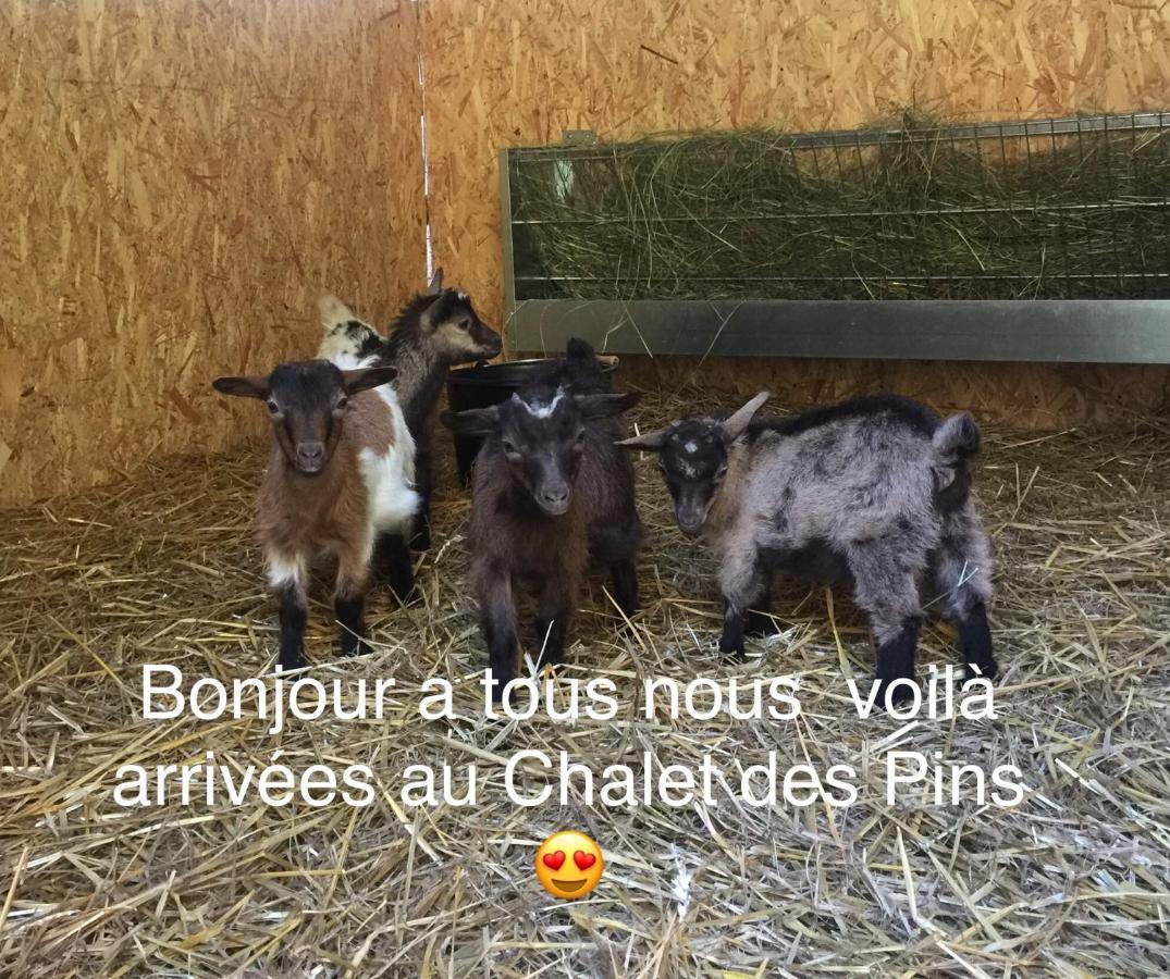 Roulottes Du Chalet Des Pins Rougeou Kültér fotó